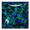 4mm - Cabochon Square Synthetic Opal Blue Green Opal